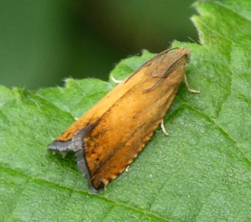 Pammene aurita